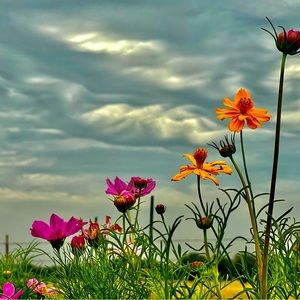 Meet your Posher, Julie